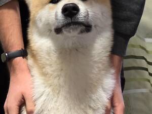 Акіта іну, пес.