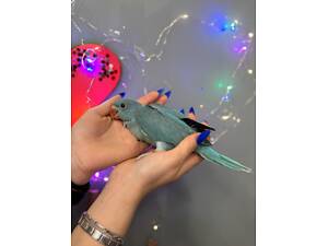 Аквамариновий ожереловий папуга