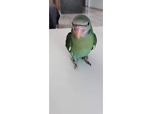 Александрийские попугаи возрастом 2 мес,выкормиши,аксессуары