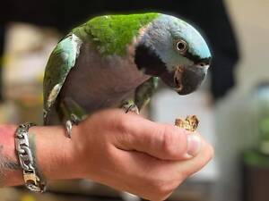 Неразлучник, корелла, какарик, розелла, пиррура, ожерелые, монахи, аратинга, александрийские, кенари, жако, амазон, калу, ара, какик