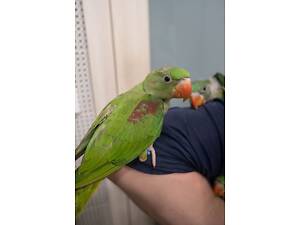 Александрийский попугай, зеленый кольчатый попугай ручные