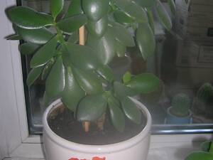 Велике ГРОШОВЕ Дерево в шикарному керамічному вазоні та маленька квітка у пластиковому вазоні