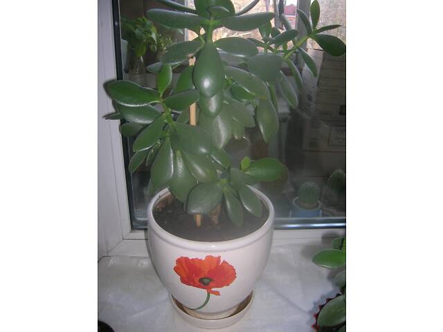 Велике ГРОШОВЕ Дерево в шикарному керамічному вазоні та маленька квітка у пластиковому вазоні - Фото 1