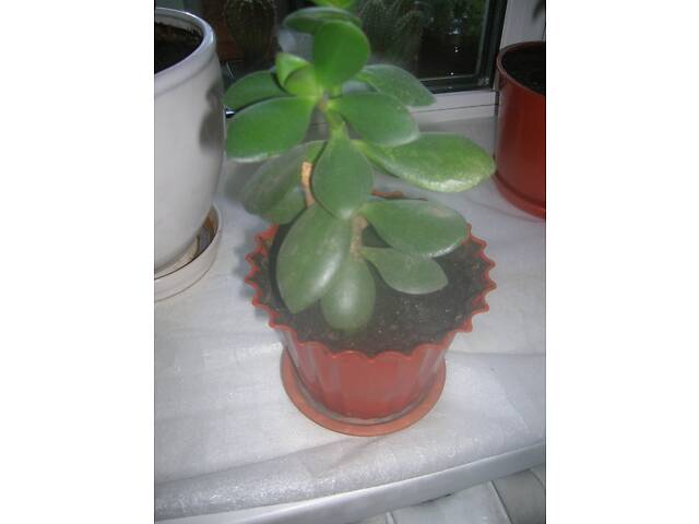 Велике ГРОШОВЕ Дерево в шикарному керамічному вазоні та маленька квітка у пластиковому вазоні - Фото 2