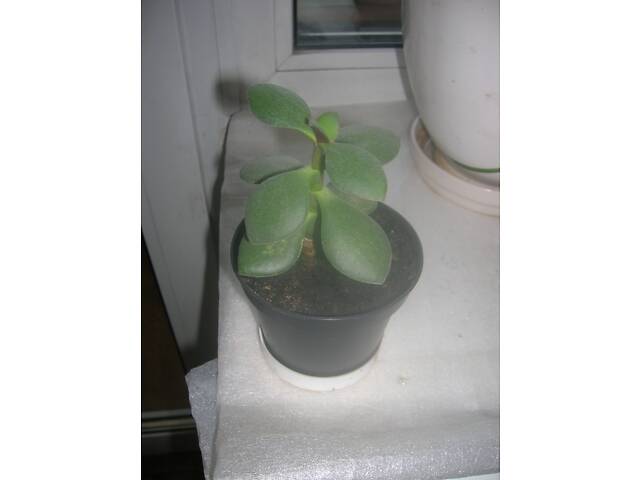 Велике ГРОШОВЕ Дерево в шикарному керамічному вазоні та маленька квітка у пластиковому вазоні - Фото 3