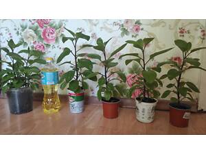 Джинура (Gynura Procumbens) Лекарственное растение
