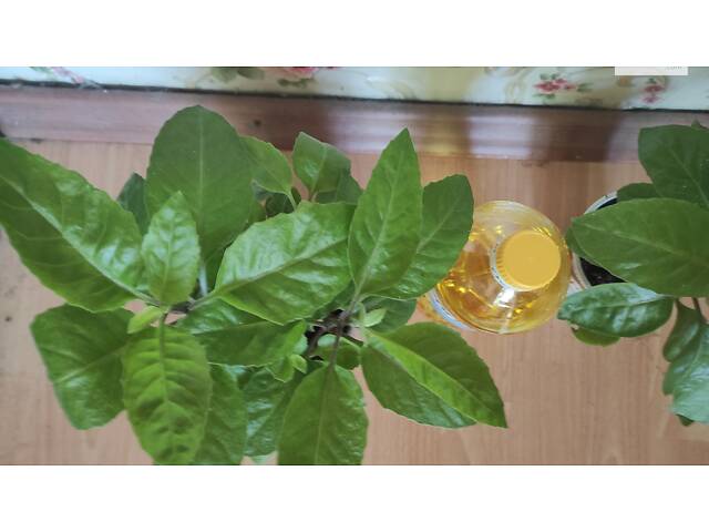 Джинура (Gynura Procumbens) Лекарственное растение - Фото 2