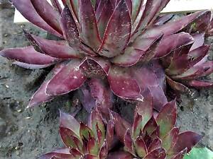 Молодило Андромеда