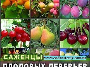 Продаж різних сортів троянд, плодових дерев та чагарників.