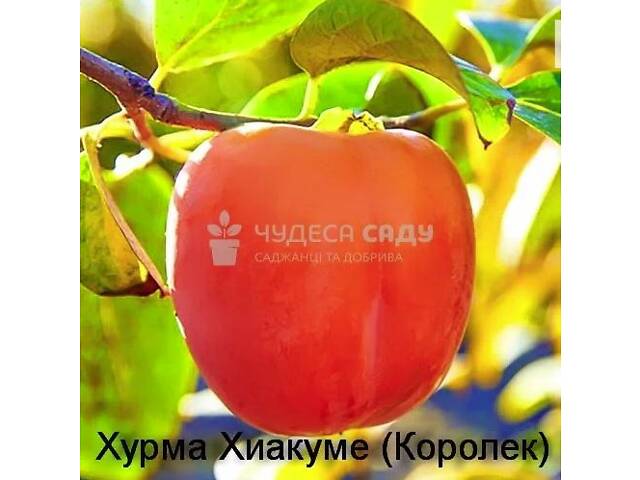 Саджанці хурми морозостійкої - Привитые саженцы хурмы, элитные сорта - Фото 4