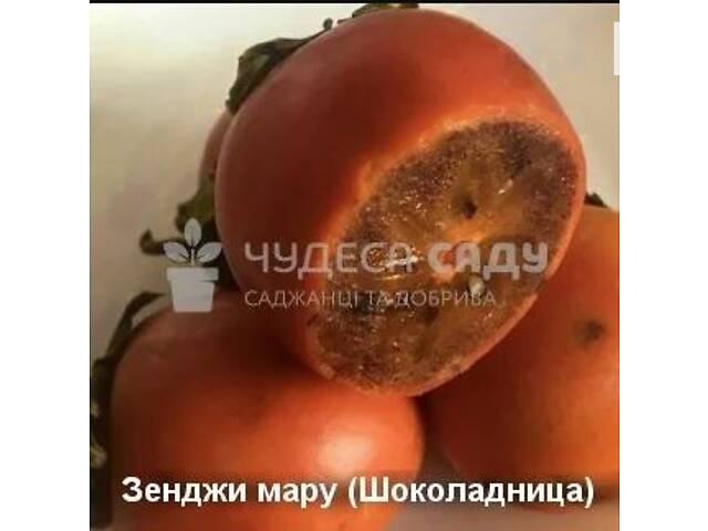 Саджанці хурми морозостійкої - Привитые саженцы хурмы, элитные сорта - Фото 6