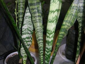 Сансевіерія гостролиста висока