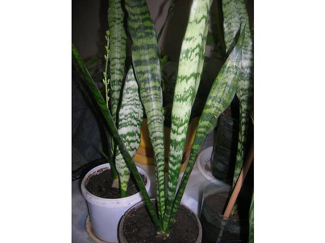 Сансевіерія гостролиста висока - Фото 1