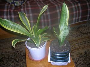 Сансевиерии золотистые