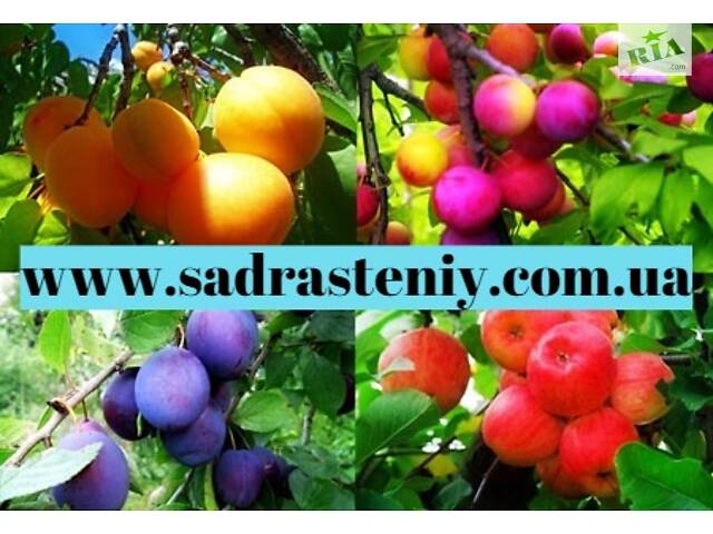 Саджанці продових дерев, чагарників, троянд від виробника! - Фото 1