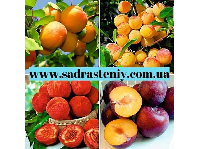 Саджанці продових дерев, чагарників, троянд від виробника! - Фото 2