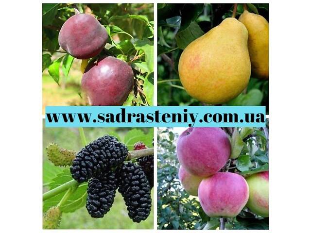 Саджанці продових дерев, чагарників, троянд від виробника! - Фото 3