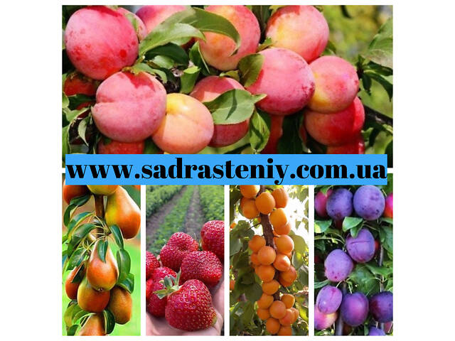 Саджанці продових дерев, чагарників, троянд від виробника! - Фото 4