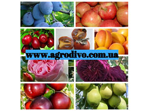 Саджанці плодових яблунь, груш, слив, вишня, черешня, персик, абрикос.