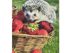 Алмазна мозаїка 'Їжачок та полуниця' HEG86093 30х40 см