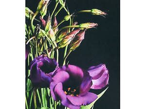 Алмазна мозаїка 'Фіолетові квітки' SK88250 40х50 см