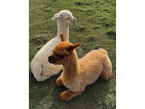 Альпаки, лами, сількогосподарські тварини різного віку та статті