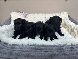 Альтернатива мальтіпу - йоркіпу