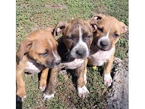 Ам-стаф з родословною