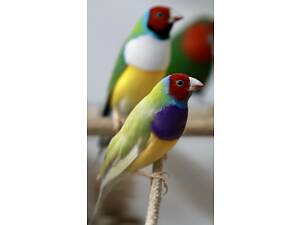 Амадины Гульда и Астрильды