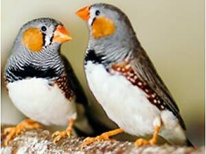 Амадины зебровые молодежь и пары