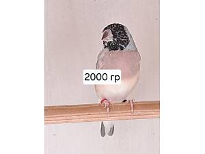 Амадина гульда и японские амадины.