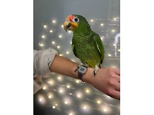 Амазон, папуга амазон