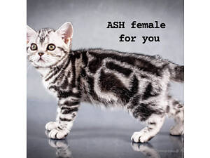 Американська короткошерста. Дівчинка