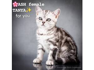 Американська короткошерста дівчинка