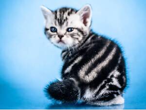 Американська короткошерста. Хлопчик