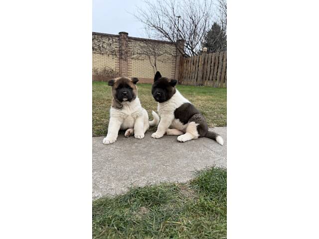 Американська Акіта - Фото 2