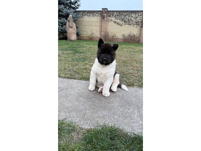 Американська Акіта - Фото 3