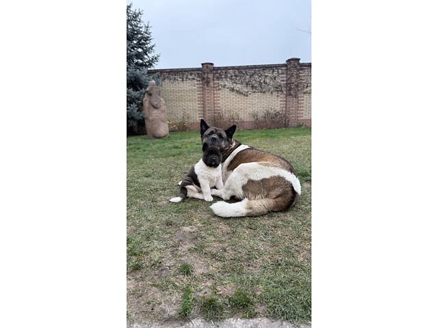 Американська Акіта - Фото 4