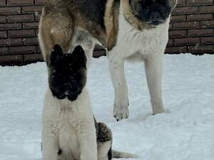 Американська Акіта