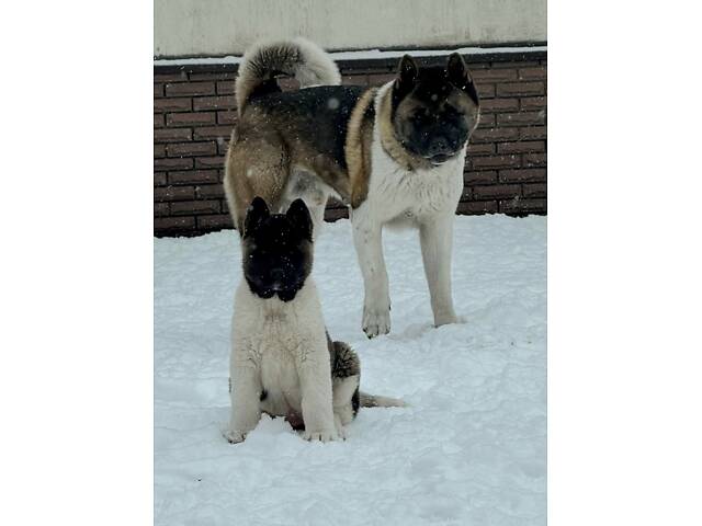 Американська Акіта - Фото 1