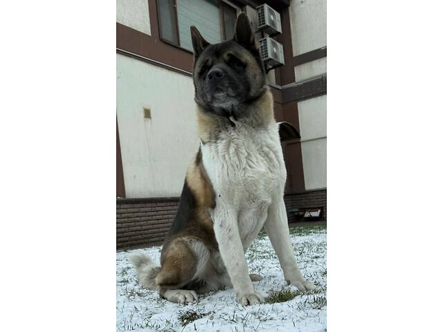 Американська Акіта - Фото 5