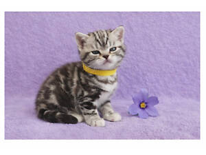 Американська короткошерста дівчинка ПАУЛА