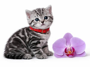 Американська короткошерста. РЕЗЕРВУВАННЯ. Дівчинка