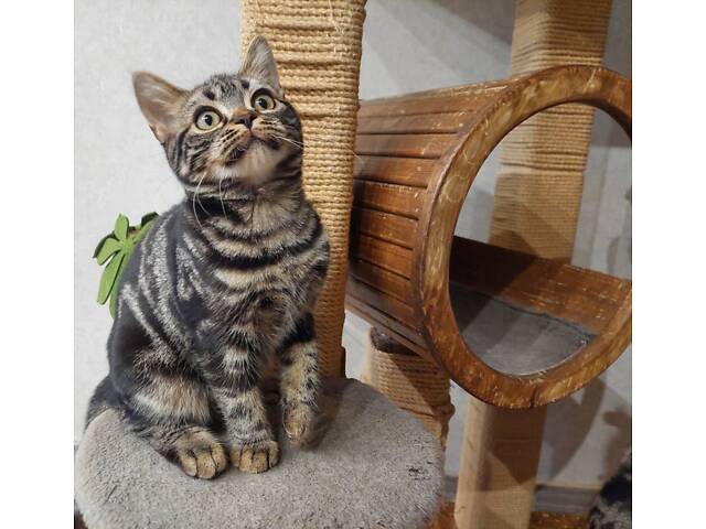 Американская короткошерстная. Девочка ЯНА. Рождественские скидки. - Фото 11