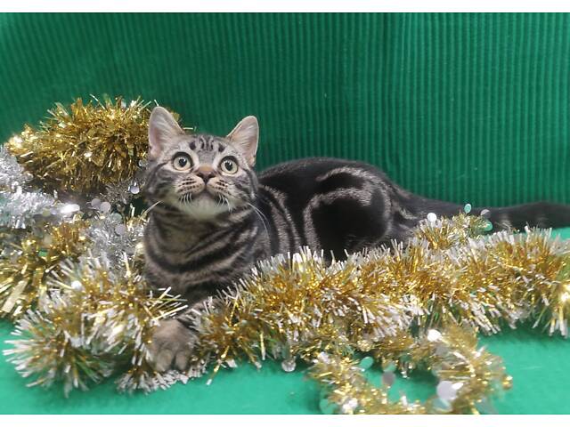 Американская короткошерстная. Девочка ЯНА. Рождественские скидки. - Фото 7