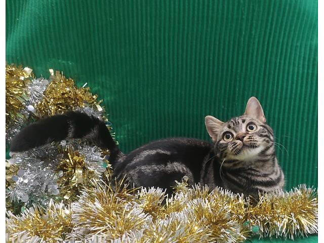 Американская короткошерстная. Девочка ЯНА. Рождественские скидки. - Фото 8