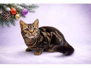 Американская короткошерстная. Девочка ЯНА. Рождественские скидки.