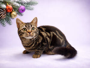 Американська короткошерстна. Дівчинка ЯНА. Різдвяні знижки