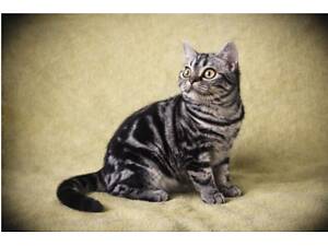 Американська короткошерстна. Хлопчик ДЕН