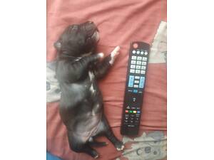 Американський Пітбультер'єр